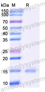 Валидация SDS-PAGE - AntibodySystem RHE33001