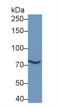 20460