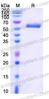 YHE91402, SDS-PAGE