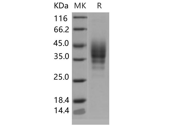 Валидация Elabscience PKSM040628(4613)