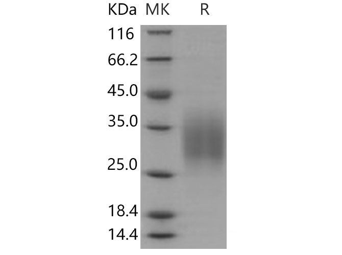 Валидация Elabscience PKSM040541(4531)