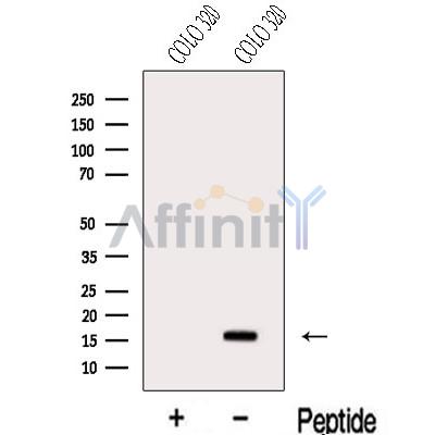 Валидация Affinity DF13141 - 8083