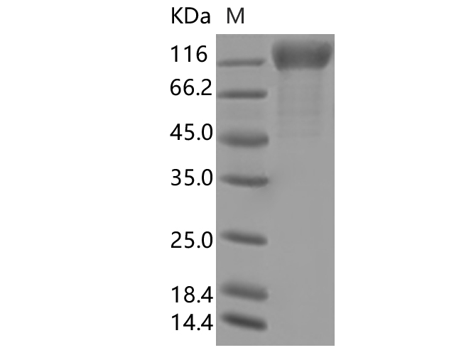 Валидация Elabscience PKSV030398(6134)