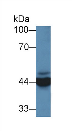 12828