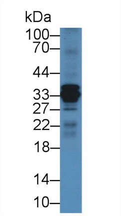 9058