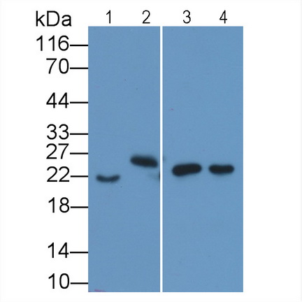 24437