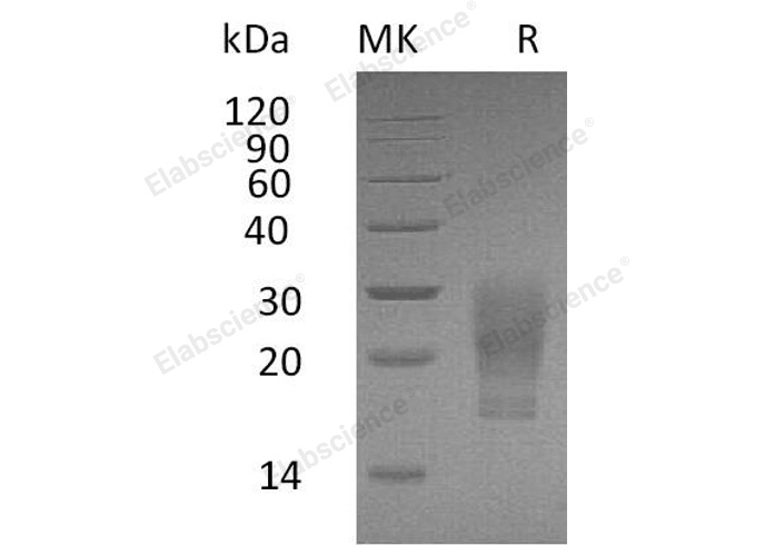 Валидация Elabscience PKSH032502(2965)