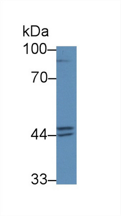 12971