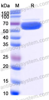EHD32802, SDS-PAGE