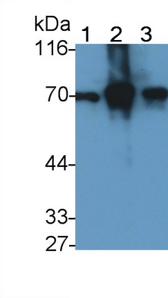 24318
