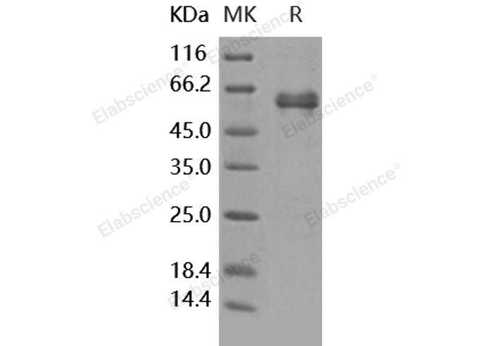 Валидация Elabscience PKSH031721(2361)