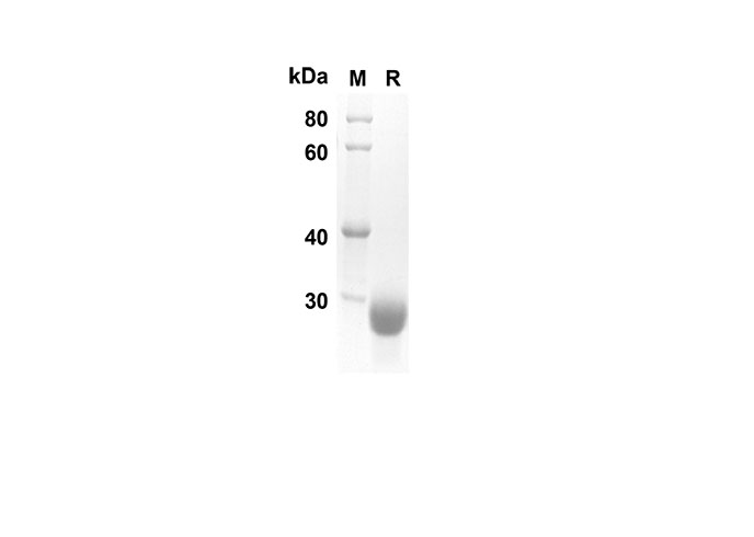 Валидация Elabscience PDMH100212(839)
