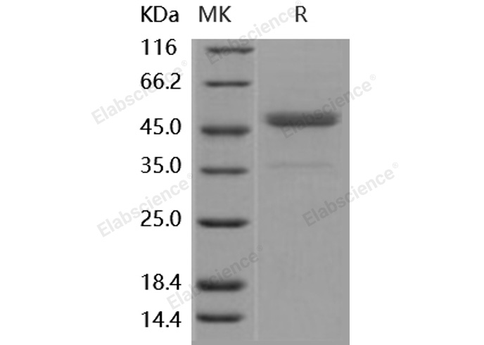 Валидация Elabscience PKSH031939(2542)