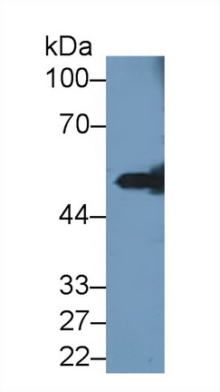 13137