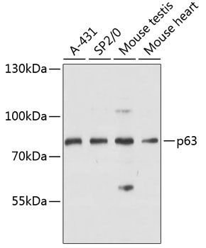 Валидация Elabscience E-AB-64385