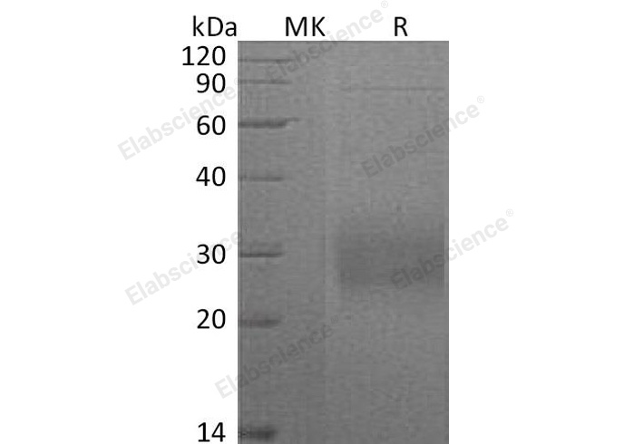 Валидация Elabscience PKSH031262(2010)