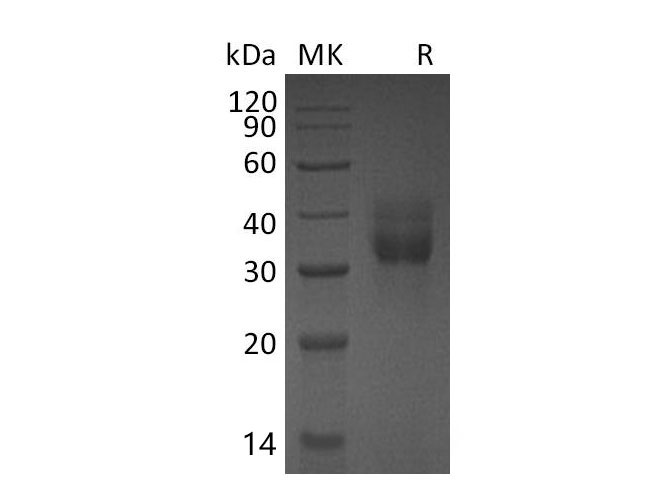 Валидация Elabscience PKSM040956(4895)
