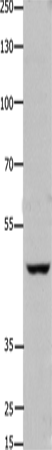 Валидация Elabscience E-AB-12423
