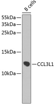 Валидация Elabscience E-AB-62907