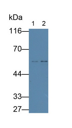 28344