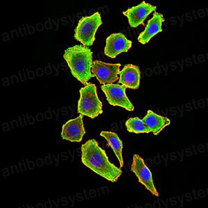 Валидация IF - AntibodySystem RHG34302 (1203)