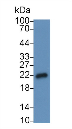 19267
