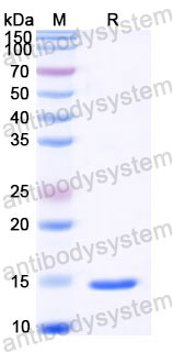 YHC40102, SDS-PAGE