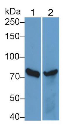 20207