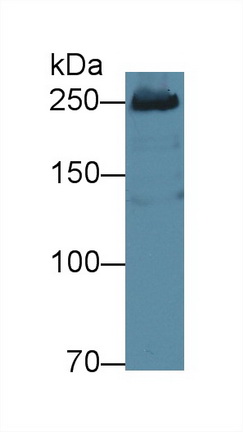 12664