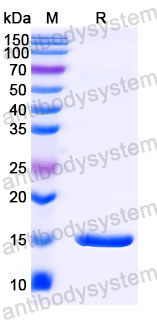 Валидация SDS-PAGE - AntibodySystem RHB93402