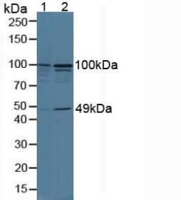 6564
