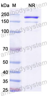 Валидация SDS-PAGE - AntibodySystem RHJ92824