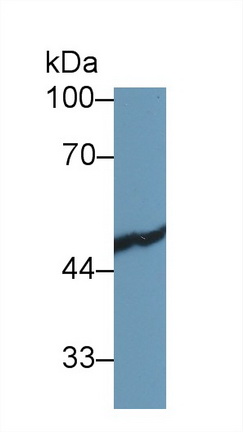 13468