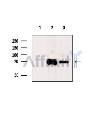 Валидация Affinity DF4013 - 15258