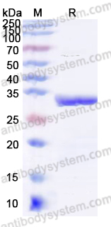 Валидация AntibodySystem YHD26301