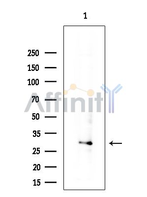 Валидация Affinity DF6063 - 17275