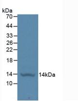 2117