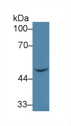 10085