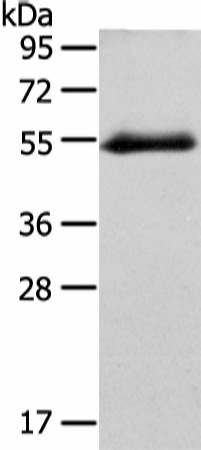 Валидация Elabscience E-AB-17324