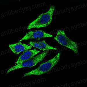 Валидация IF - AntibodySystem RHP00201