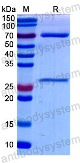 Валидация SDS-PAGE - AntibodySystem FRJ93210
