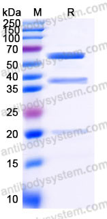 EHD19301, SDS-PAGE