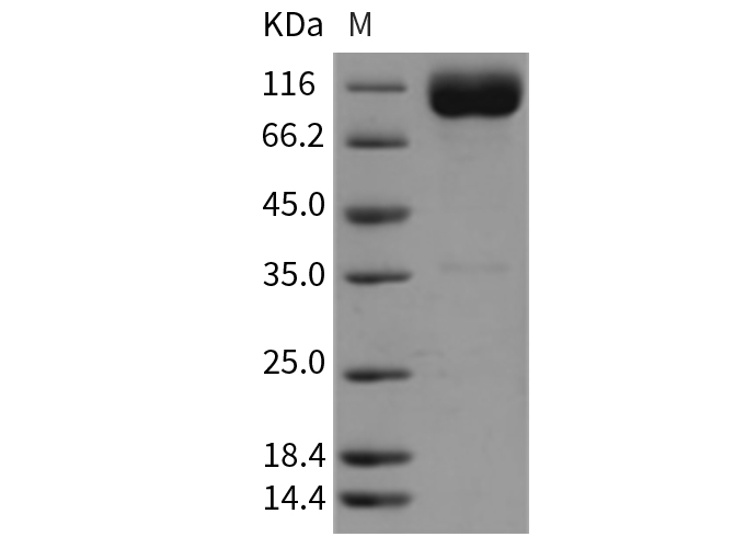 Валидация Elabscience PKSR030330(5673)