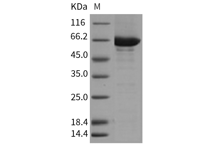 Валидация Elabscience PKSM040291(4303)