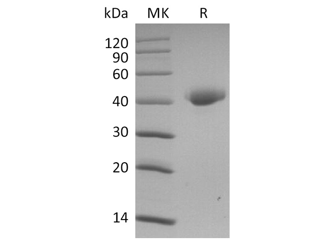 Валидация Elabscience PKSR030478(5783)