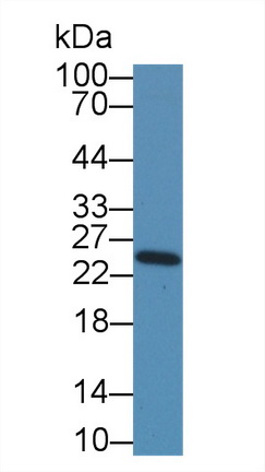 14097