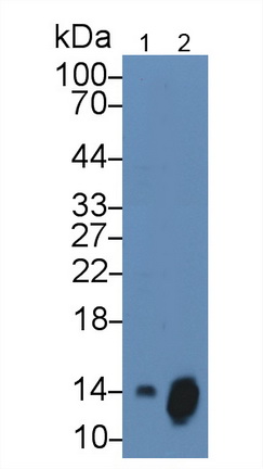 10511