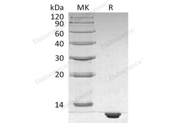 Валидация Elabscience PKSH031788(2422)
