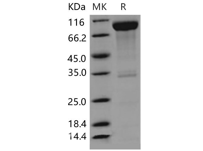 Валидация Elabscience PKSM040530(4520)