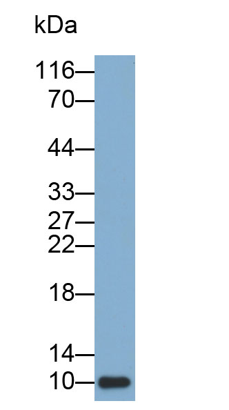 38866